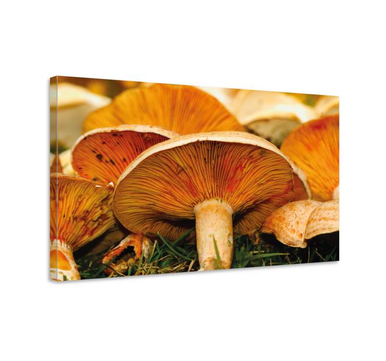 Tableau fleurs et plantes détails de champignon - TenStickers