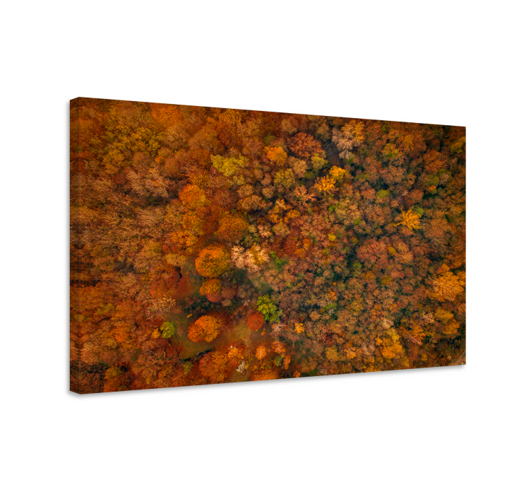 Tableau arbres canopée forestière d'automne - TenStickers