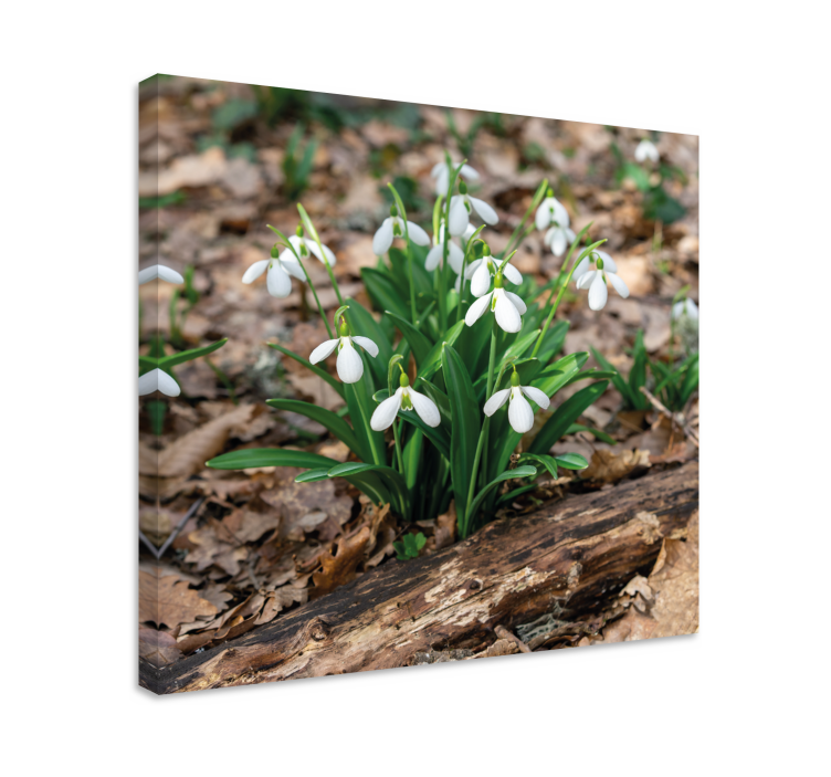 Tableau fleurs et plantes fleurs de perce-neige en fleur - TenStickers
