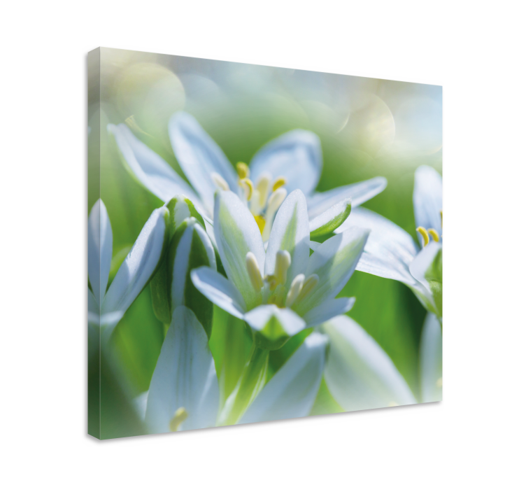 Tableau fleurs Prairie de magnifiques perce-neige - TenStickers