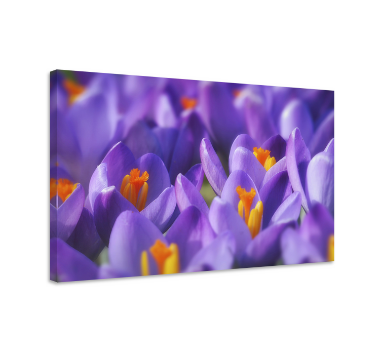 Tableau fleurs et plantes crocus éclatants - TenStickers