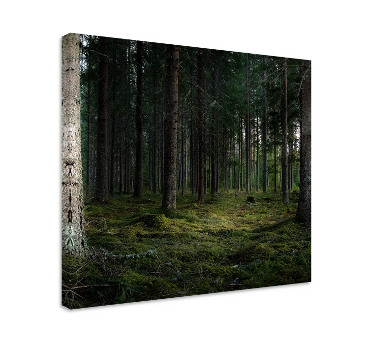 Tableau arbres profondeurs de la forêt sereine - TenStickers