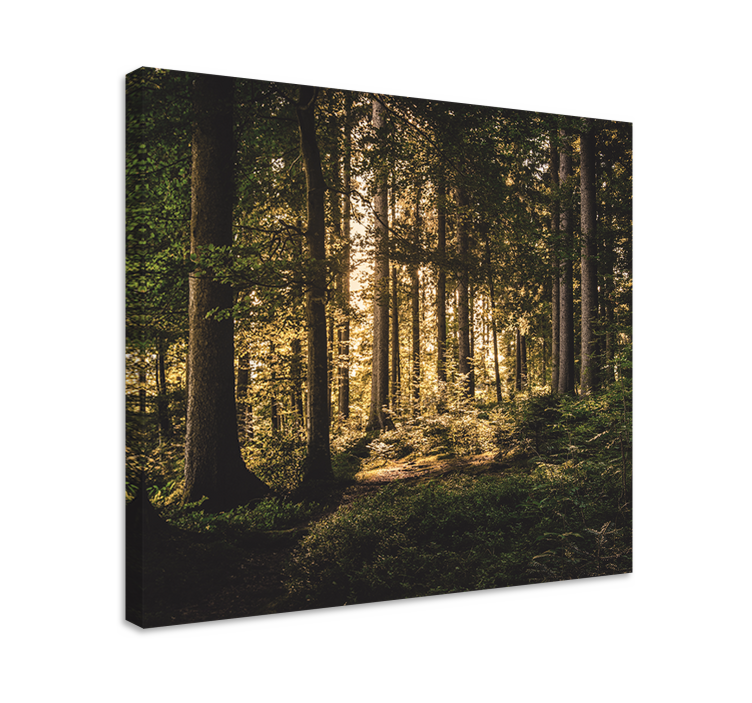 Tableau paysage forêt lumineuse - TenStickers