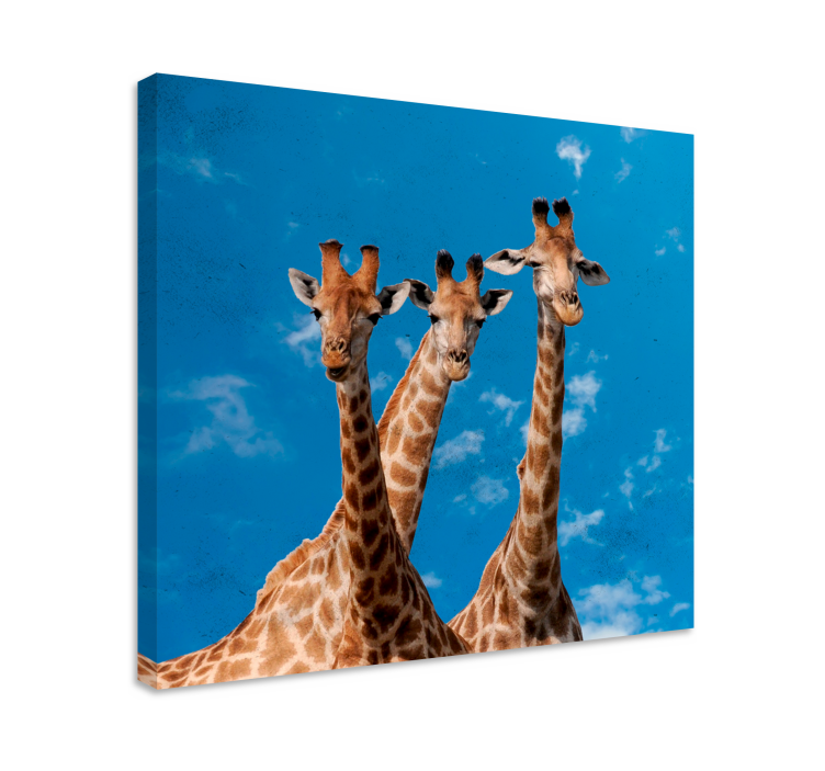 Tableau animaux portrait trio de girafes - TenStickers
