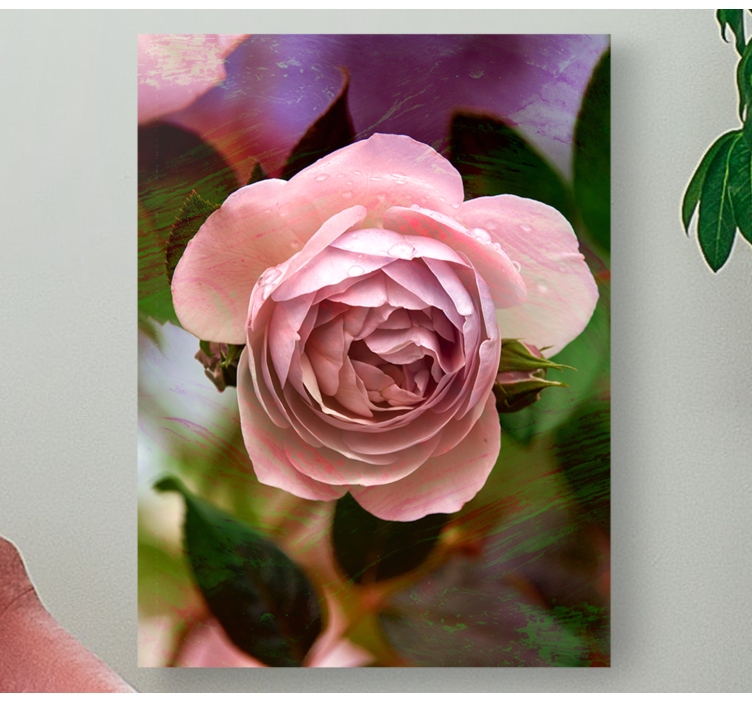 Tableau fleurs et plantes fleur de rose rose - TenStickers