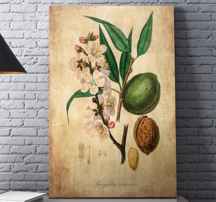 Tableau fleurs et plantes illustration botanique - TenStickers