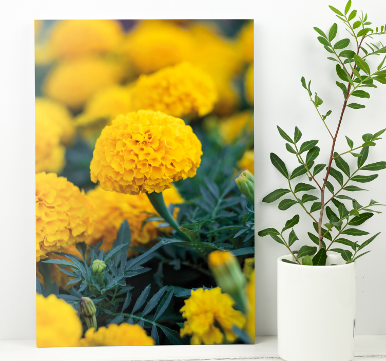 Tableau fleurs fleurs de souci jaunes - TenStickers