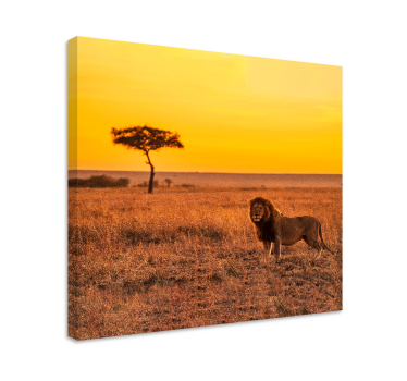 Tableau animaux Arbre de savane sauvage le soir - TenStickers