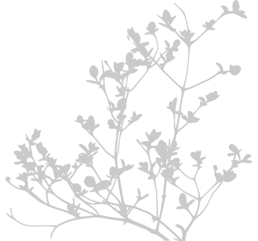 Sticker fenêtre silhouette de feuille élégante - TenStickers