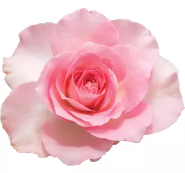 Sticker Mural Fleur Fleur réaliste rose isolé - TenStickers