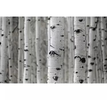 Sticker nature scène de forêt de bouleaux - TenStickers