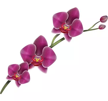 Sticker mural pour salon fleurs orchidée violettes - TenStickers