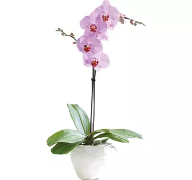 Sticker fleurs orchidée - TenStickers