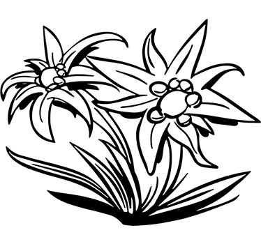 Sticker fleur mural salon Edelweiss - TenStickers