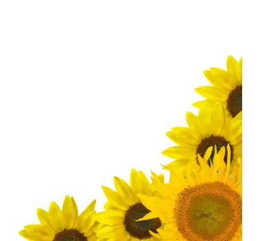 Photo murale marguerites - TenStickers