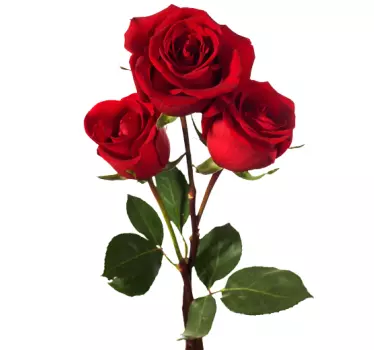 Photo murale roses rouges - TenStickers