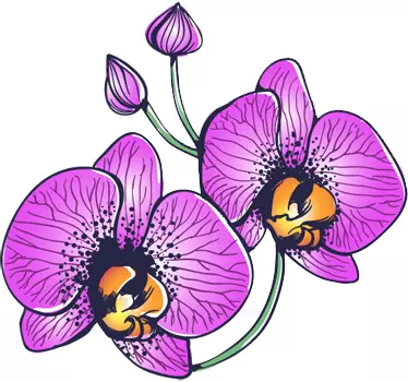 Sticker fleurs orchidées - TenStickers