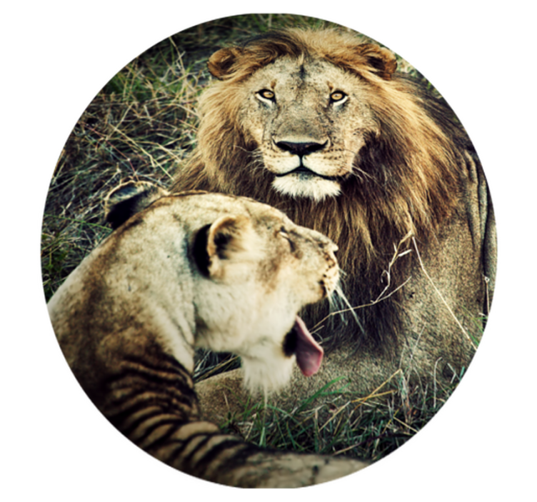 Tapis vinyle animal majestueux couple de lions - TenStickers