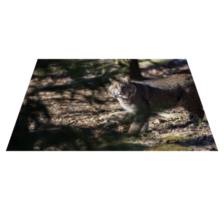 Tapis vinyle animal scène de chat sauvage - TenStickers