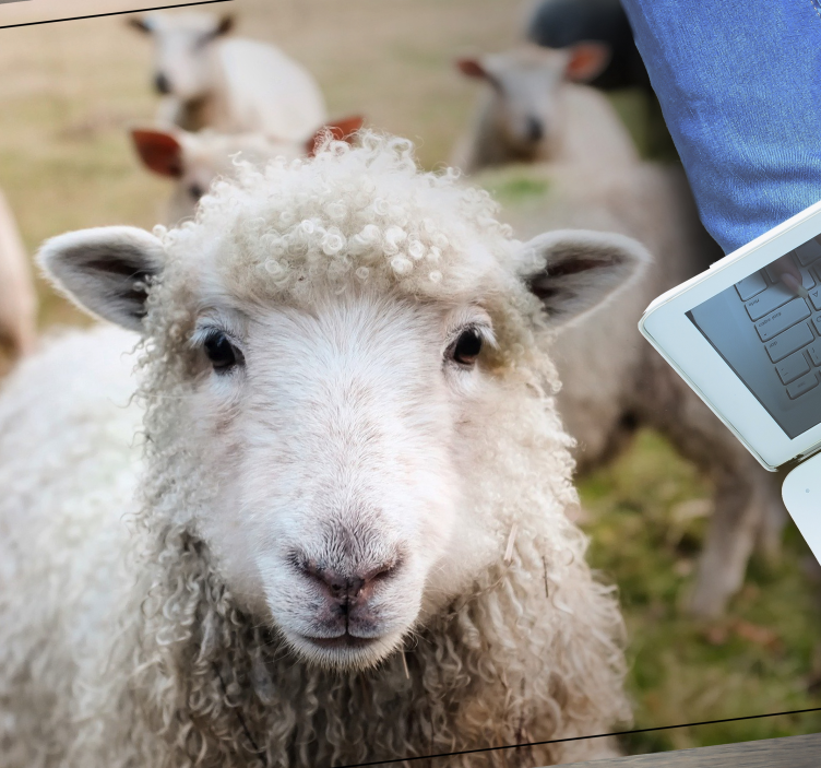 Tapis vinyle animal visage de berger bouclé - TenStickers