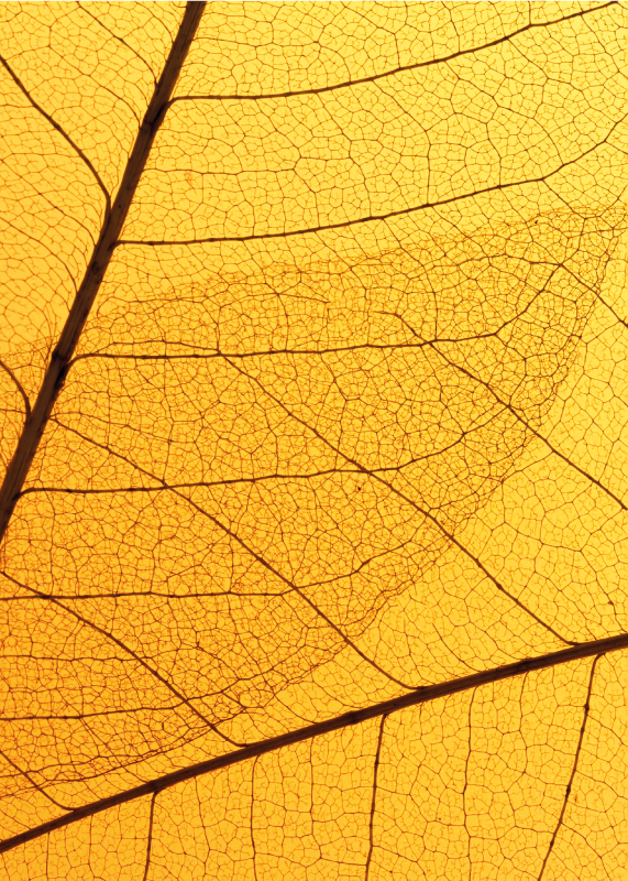 Tapis vinyle jaune conception de feuilles botaniques - TenStickers