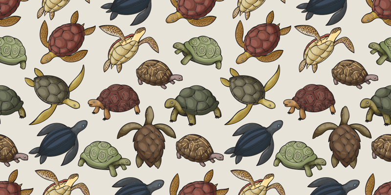 Tapis vinyle animal variété de tortues - TenStickers