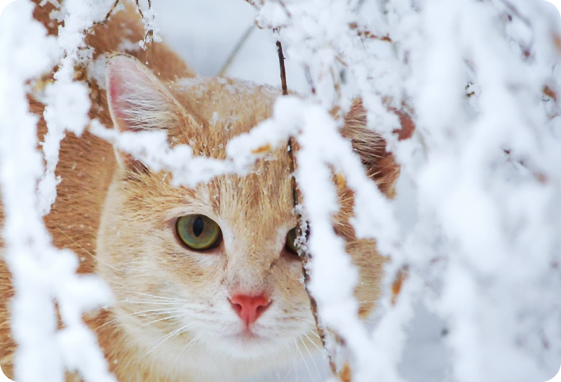 Tapis vinyle animal chat avec stalactite - TenStickers