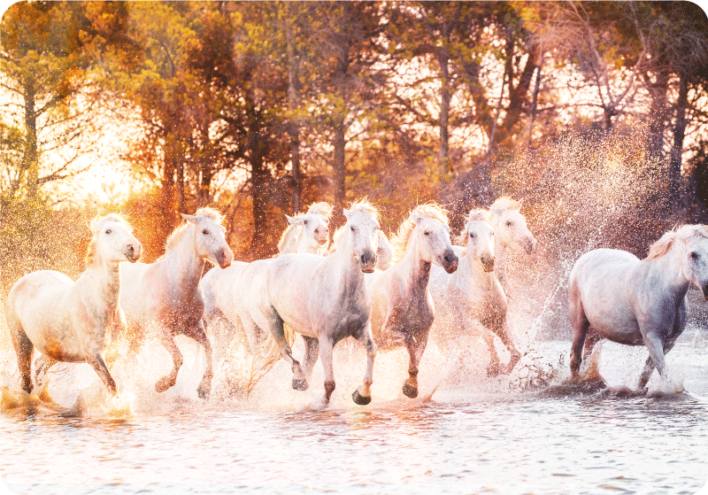 Tapis vinyle animal chevaux sauvages au coucher de soleil - TenStickers