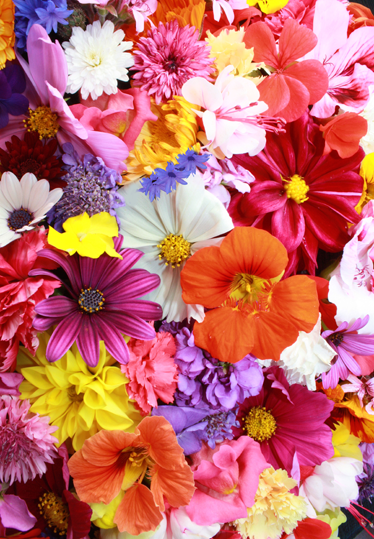 Tapis vinyle plantes fleurs colorées en abondance - TenStickers