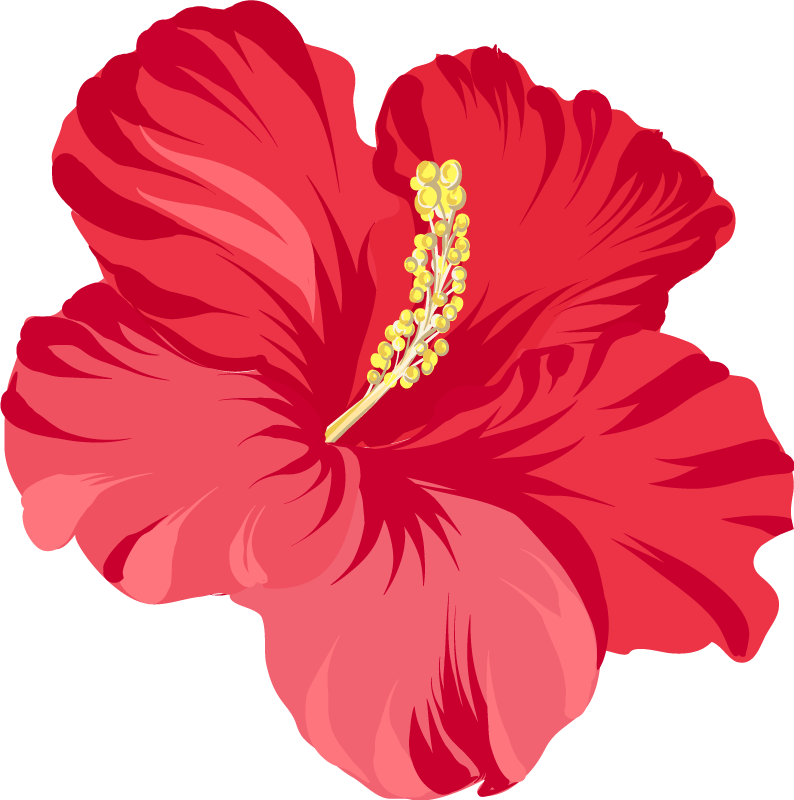 Tapis vinyle plantes kit fleur hibiscus rouge - TenStickers