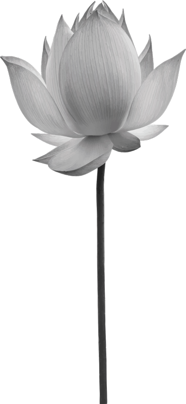 Tapis vinyle chambre fleur de lotus solitaire - TenStickers