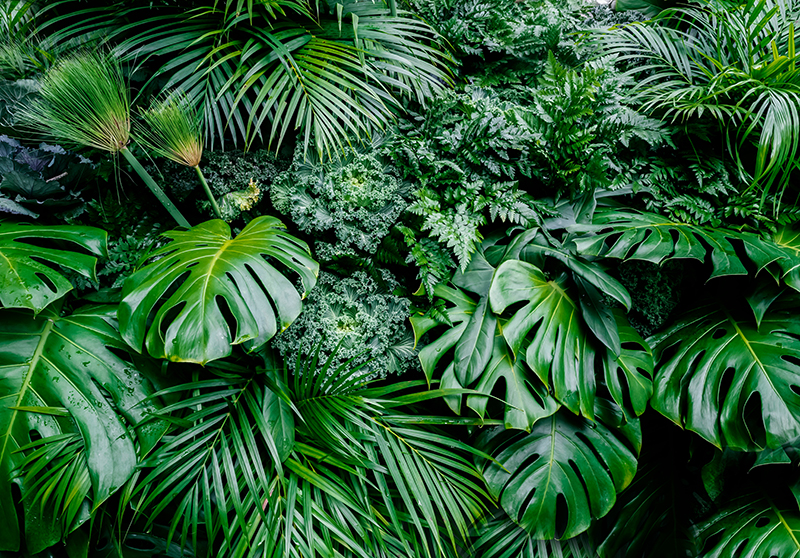 Tapis vinyle vert jungle ensoleillée - TenStickers