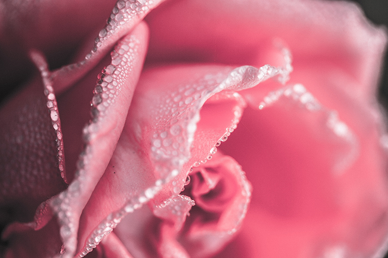 Tapis vinyle plantes pétales de rose rosés - TenStickers