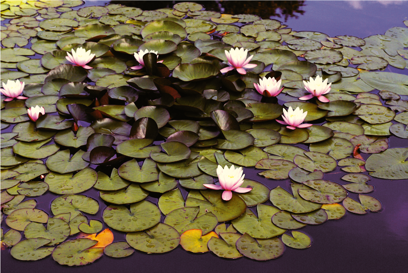 Tapis vinyle plantes beauté de l'étang aux nénuphars - TenStickers