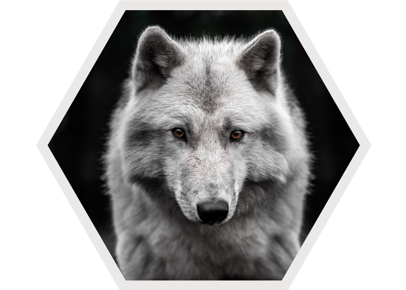 Tapis vinyle animal portrait de loup - TenStickers