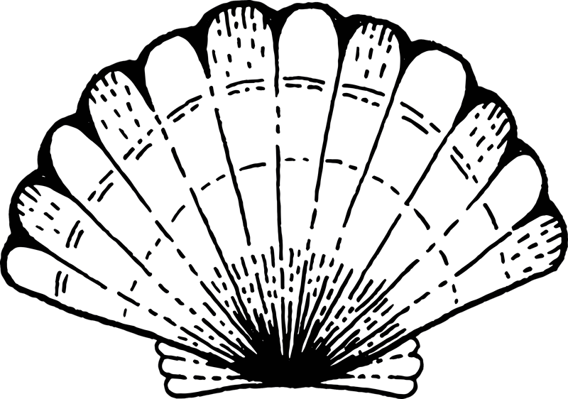 Tapis vinyle nature accent à motif de coquillage - TenStickers