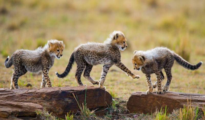 Tapis vinyle animal l'aventure des bébés guépards - TenStickers