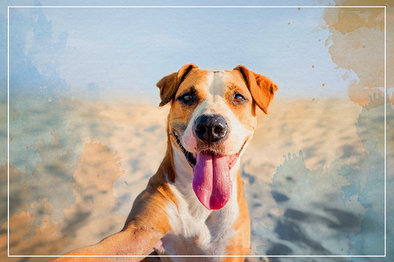 Tapis vinyle animal portrait canin souriant - TenStickers