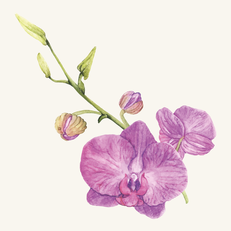Tapis vinyle plantes fleurs d'orchidées violettes - TenStickers