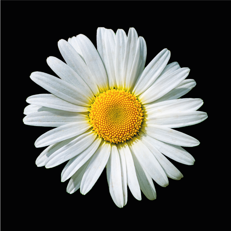 Tapis vinyle plantes fleur de marguerite - TenStickers