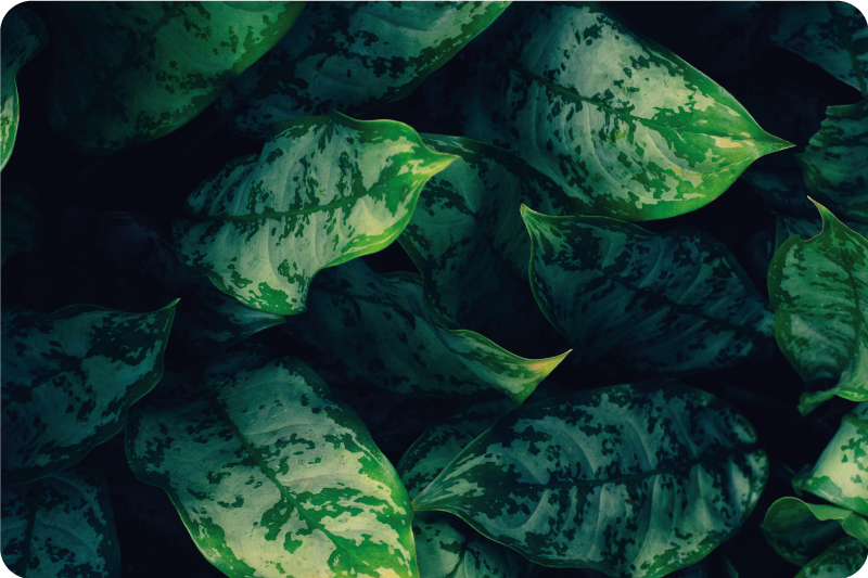 Tapis vinyle nature feuilles vertes vibrantes - TenStickers