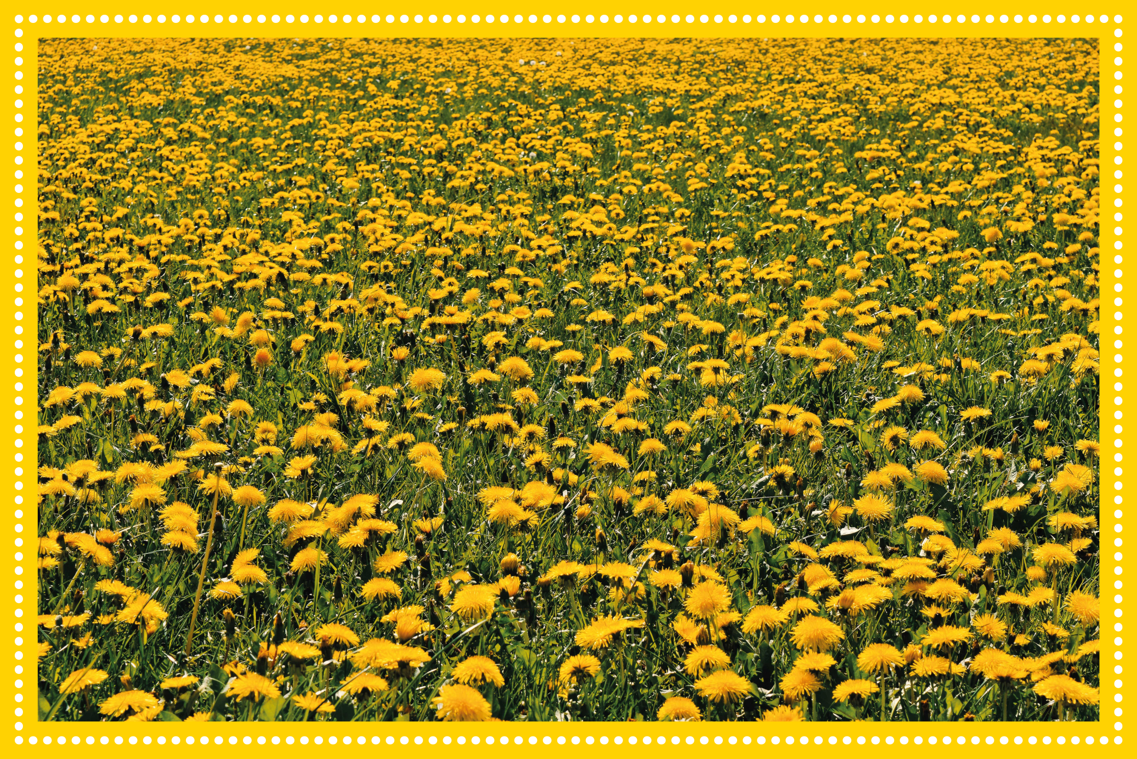 Tapis vinyle plantes champ de tournesols - TenStickers