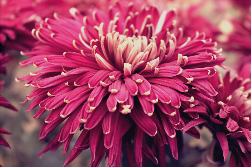 Tapis vinyle plantes chrysanthème réaliste - TenStickers