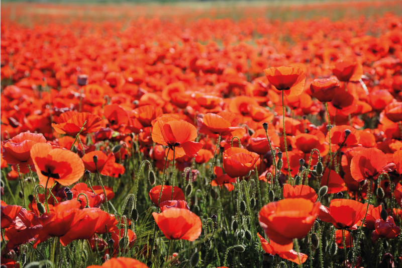 Tapis vinyle plantes coquelicots rouges vibrants - TenStickers