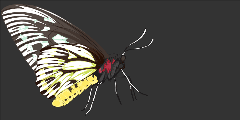 Tapis vinyle nature imagerie de papillons - TenStickers