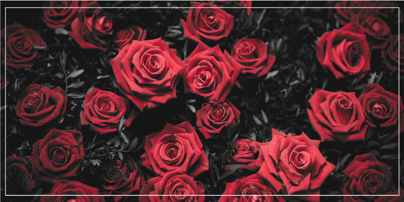 Tapis vinyle plantes conception réaliste de roses rouges - TenStickers