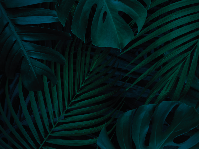 Tapis vinyle plantes feuillage tropical - TenStickers