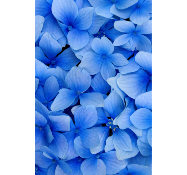 Papier peint salon motif pétales d'hortensia - TenStickers